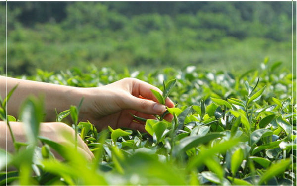 Spring Grüner Tee 100g Spitzenqualität West Lake Longjing Tee Well Tea Long Jing