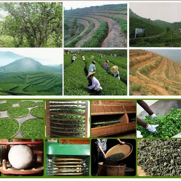 50g  Delight for A Healthy Lifestyle Premium Chinese Tieguanyin Oolong Tea