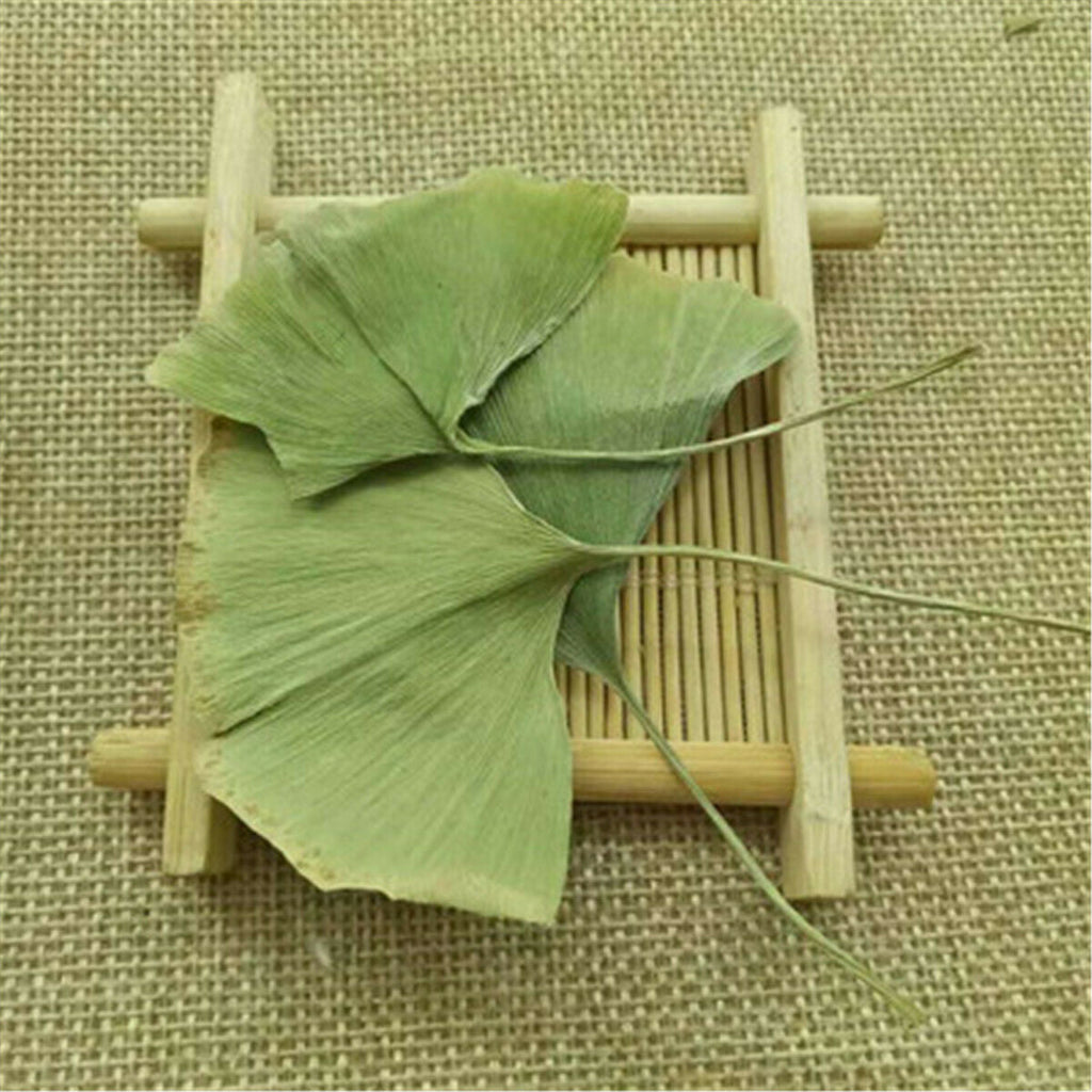 HelloYoung Ginkgo Biloba Leaves Chinese Wild Ginkgo Tea Medicinal Herbal Tea Loose Leaves