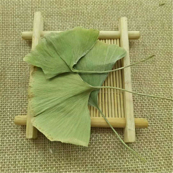 HelloYoung Ginkgo Biloba Leaves Chinese Wild Ginkgo Tea Medicinal Herbal Tea Loose Leaves