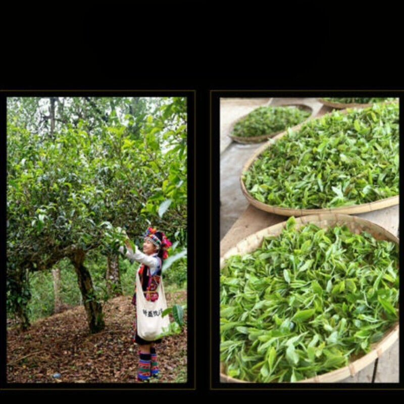 HelloYoung Xin Yi Hao Bulang Mountain Puerh 200 Years Old Tree Tuo Cha Ripe Pu-erh Tea 500g
