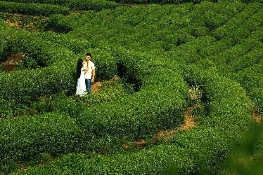 AAAAA 50g Factory Direct Tieguanyin Tea Oolong Tea Anxi Tie Guan Yin Green Tea