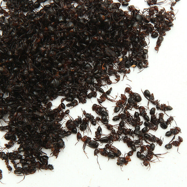 HelloYoung China Wild Chang Bai Shan Mountain Black Ant Vic Roger Polyrhachis Premuim 500g