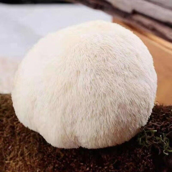 HelloYoung 100% Organic Natural Dried Lion's Mane Mushroom Chinese Herbs Healthy Care 500g