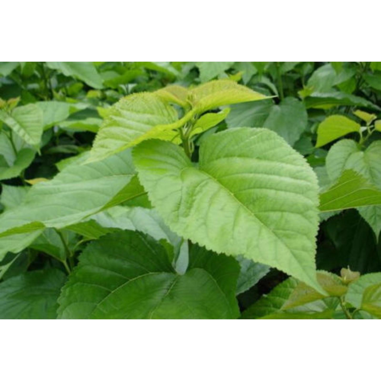 100g Organic Mulberry Leaf Extract Powder 10:1 – Natural Health Support Secondary image