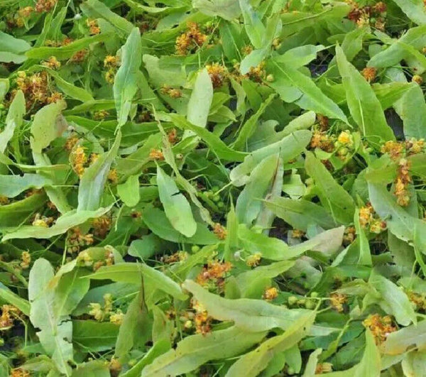 Natural Blossoms Tea Whole Tiliae Flores Dried Linden Flowers  Tea 250g