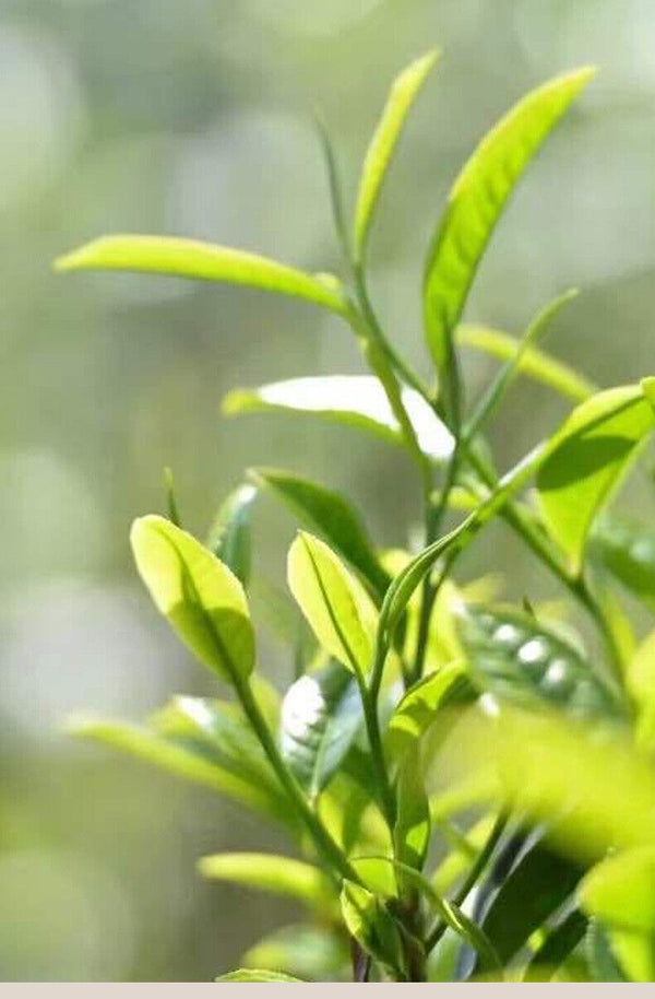 Premium Yunnan 8g Mini Pu-erh Raw Tea Cake Loose Leaf Tea