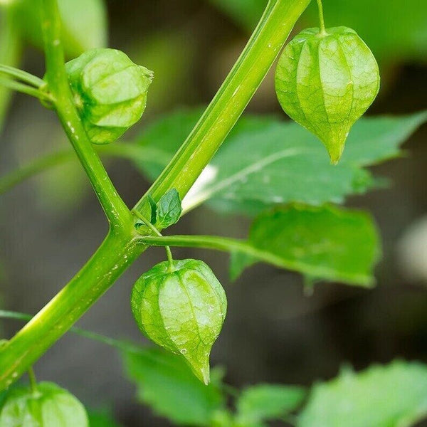 Organic Dried Peruvian Groundcherry Herb, Downy Groundcherry Fruitor Herb