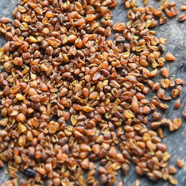 Grain Tea Bitter Buckwheat Whole Germ Xichang Sichuan Herbal Tea Health Tea