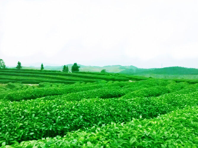 Tieguanyin Tea Roast TiKuanYin Oolong tea Black Tea 50g High Quality Chinese