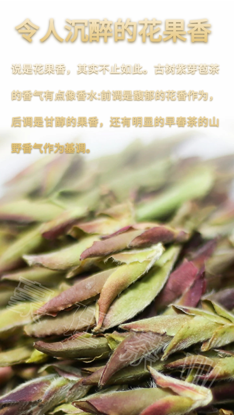 HelloYoung Yunnan Pu'er Tea Purple Buds Early Spring New Tea MingQian Spring Tea Nectar Tea