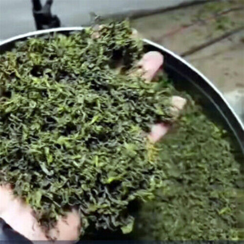 Rizhao Green Tea New Tea Green Tea Three-Level Tea Big Leaf Tea High Fragrance
