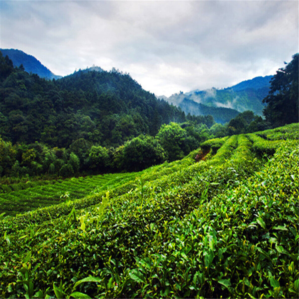 250g Abnehmen Natürlicher Bio Schwarzer Tee Da Hong Pao Oolong Tee Dahongpao Tee