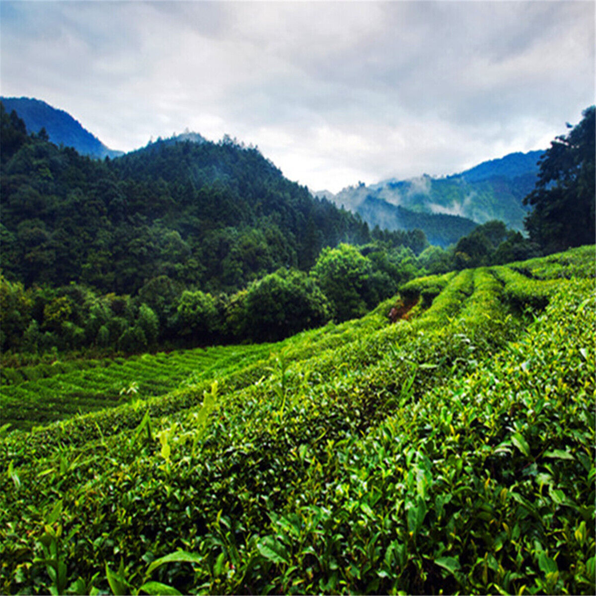 250g Abnehmen Natürlicher Bio Schwarzer Tee Da Hong Pao Oolong Tee Dahongpao Tee