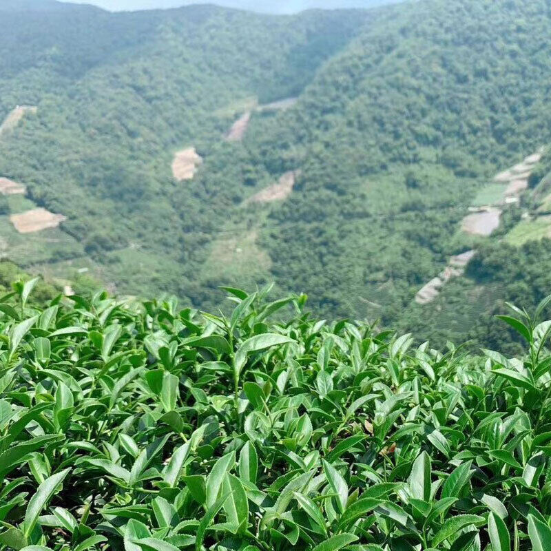 Organic Milk Oolong Tea Taiwan High Mountain Loose Jin Xuan Tea 250g