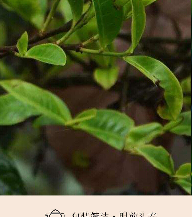 HelloYoung 300g Manzon Yunnan Pu'er tea raw tea leaves old tree pine pressed brick tea