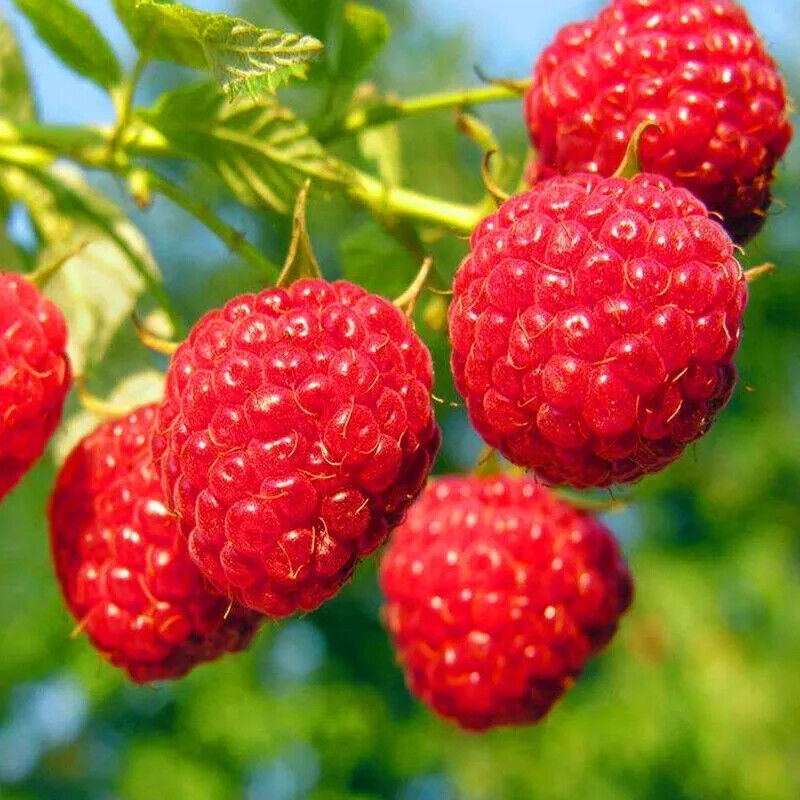HELLOYOUNG Natural Super Raspberry Powder 1KG - Water Soluble Main image