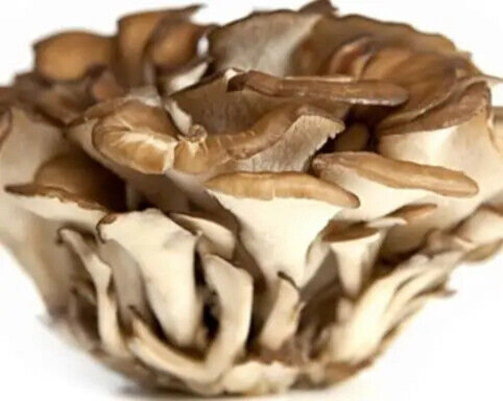 500g Getrockneter Maitake Pilz – Natürlicher Lebensmittel Pilz für Kochzwecke Main image