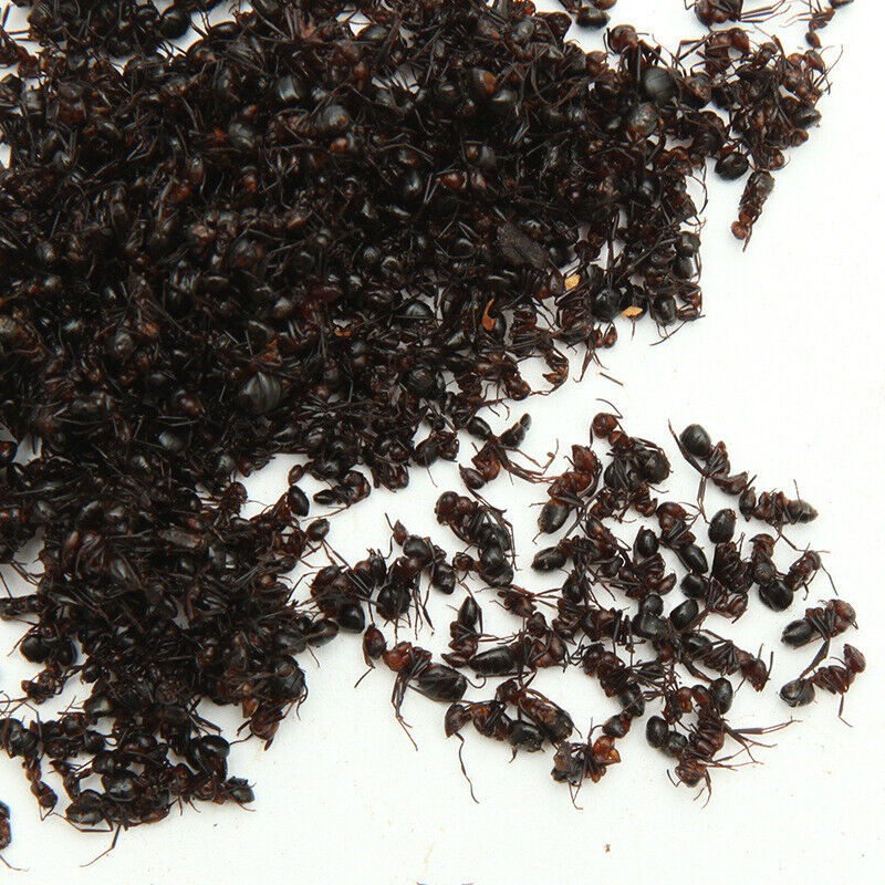 Wild Chang Bai Shan Mountain Black Ant Vic Roger Polyrhachis Premuim 500g