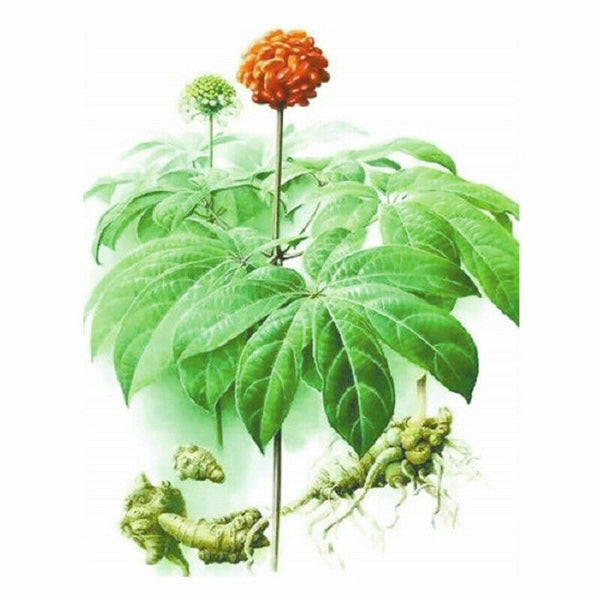 HelloYoung Radix Panax Notoginseng Sanqi Powder 500g Organic Yunnan Pure Natural Herbal Tea