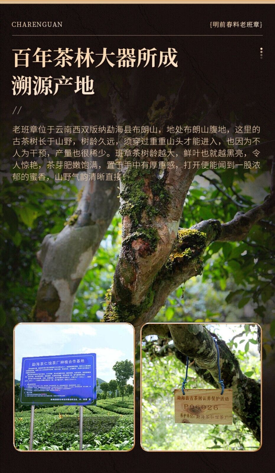Ban Zhang Raw Pu-erh Tea - 357g Yunnan 2015