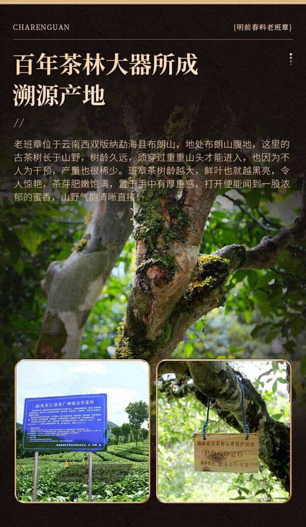 Ban Zhang Raw Pu-erh Tea - 357g Yunnan 2015