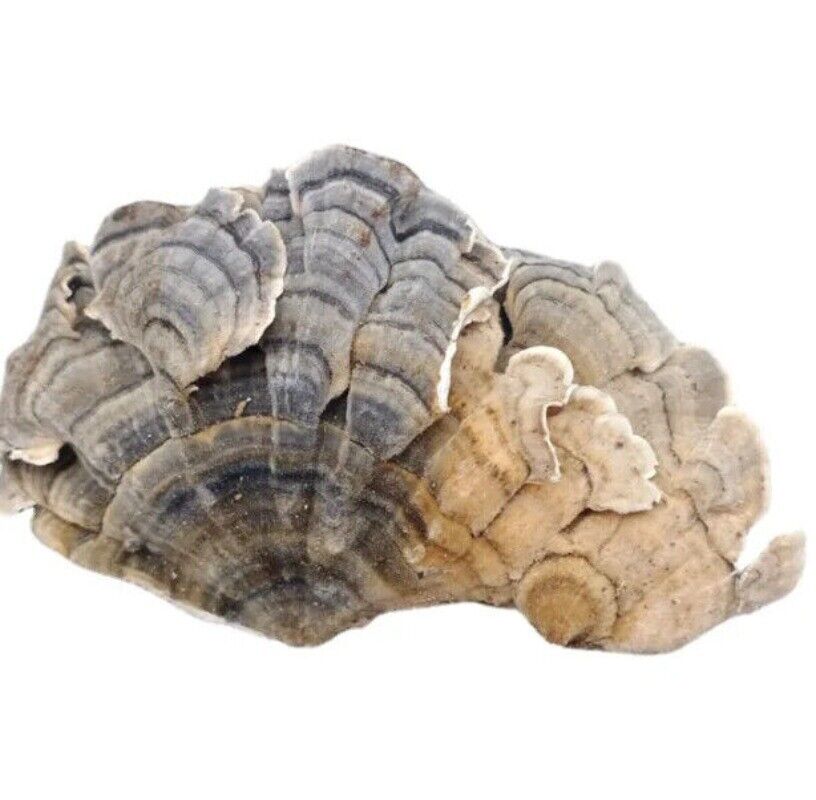 Raw Wholesale Organic Dried Turkey Tail Mushroom 500g