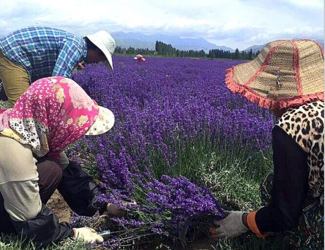 Organic Lavender Dried Flowers Perfect for Tea Lemonade Baking Baths 500g