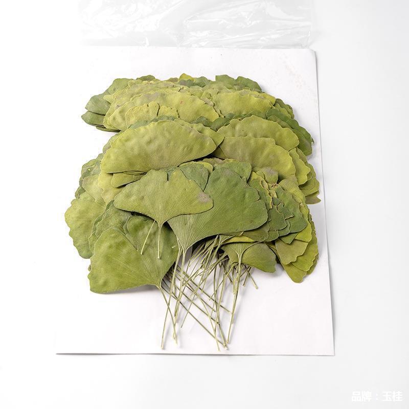 Natural Dried Gingko Biloba Tea Dry Green Gingko Healthy Herbal Gingko Tea 500g