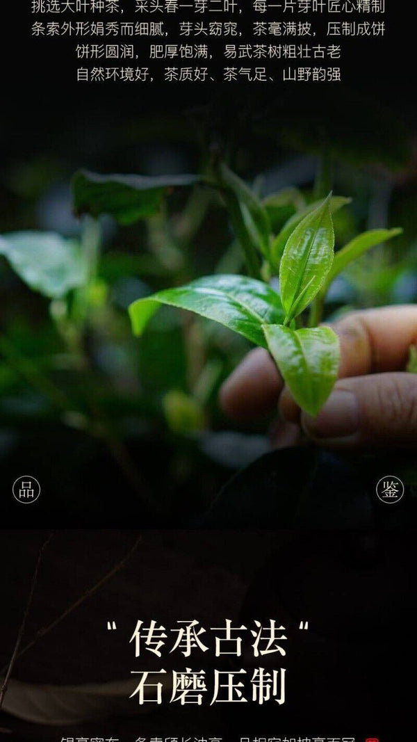 Yunnan Yiwu Bent Bow Puerh Tea Raw Tea Ancient Tree Tea Seven Cakes 357g