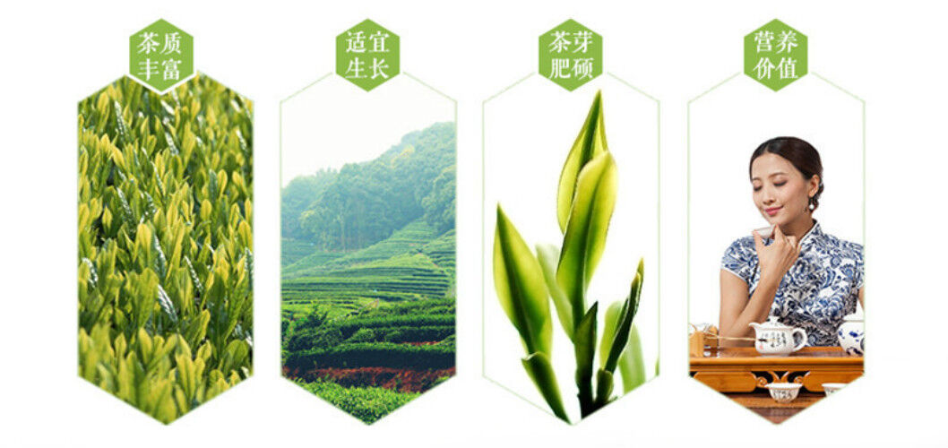 Fabrik Direkt Gesund Tee Oolong Tee Anxi Tie Guan Yin Grüner Tee 50g 正品铁观音乌龙茶