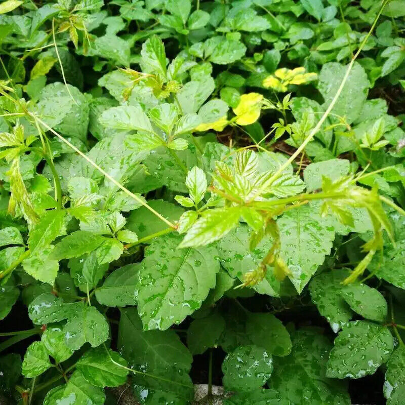Organic Health Tea Jiaogulan Tender Leaf Tea Gynostemma Pentaphylla New Harvest
