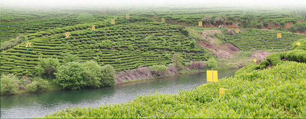 High Quality Hand-Made Special Green Tea Natural Tai Ping Hou Kui 50g