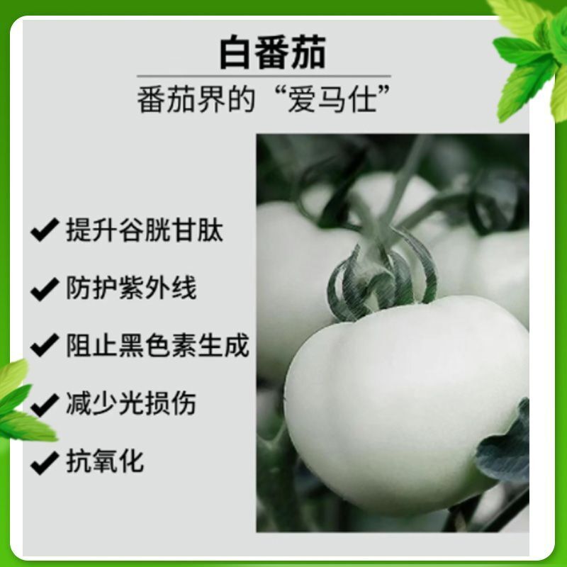 White Tomato Extract Powder 99% Concentrated Natural White Tomato Powder Secondary image