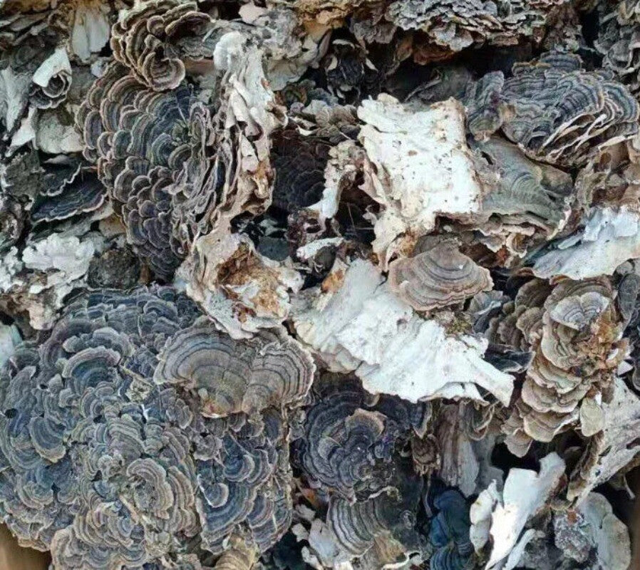 Raw Wholesale Organic Dried Turkey Tail Mushroom 500g