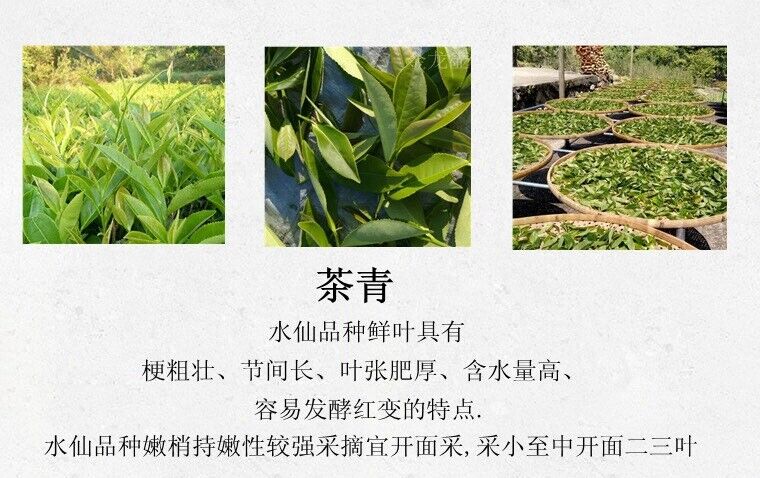 HelloYoung Zhangping Shui Xian New tea orchid scented oolong tea Old Fir Shui Xian 17.6oz
