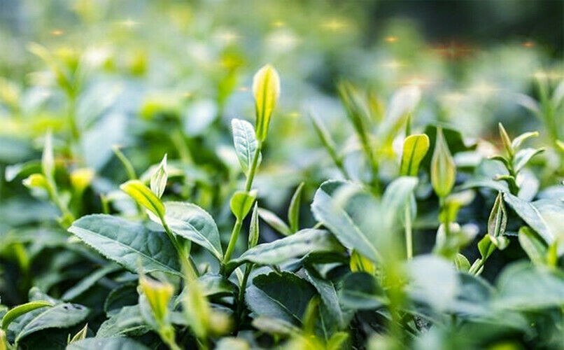 HelloYoung Apple Flower with Rose Tea Chinese New Flower Tea Chinese Specialty Herbal Tea