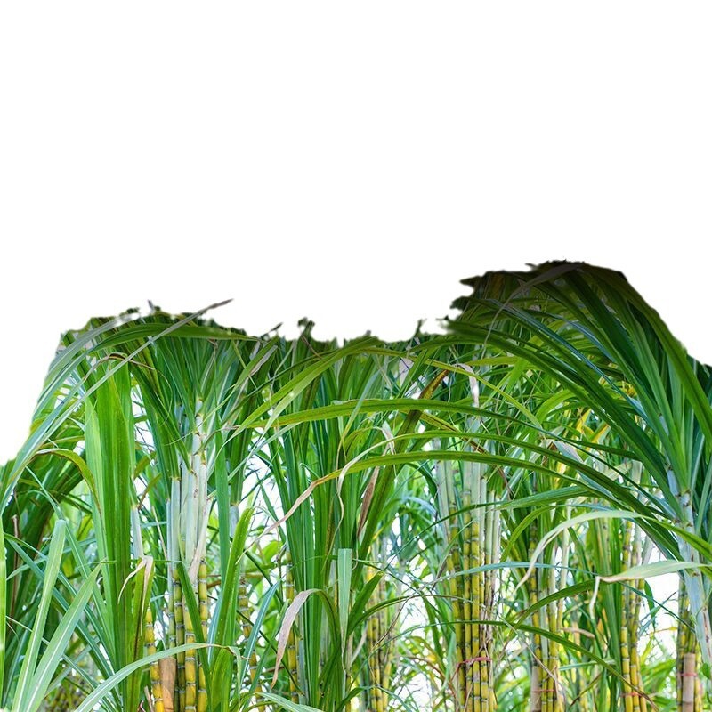 Yunnan Cane Sugar Blocks – Raw Brown Sugar for Tea