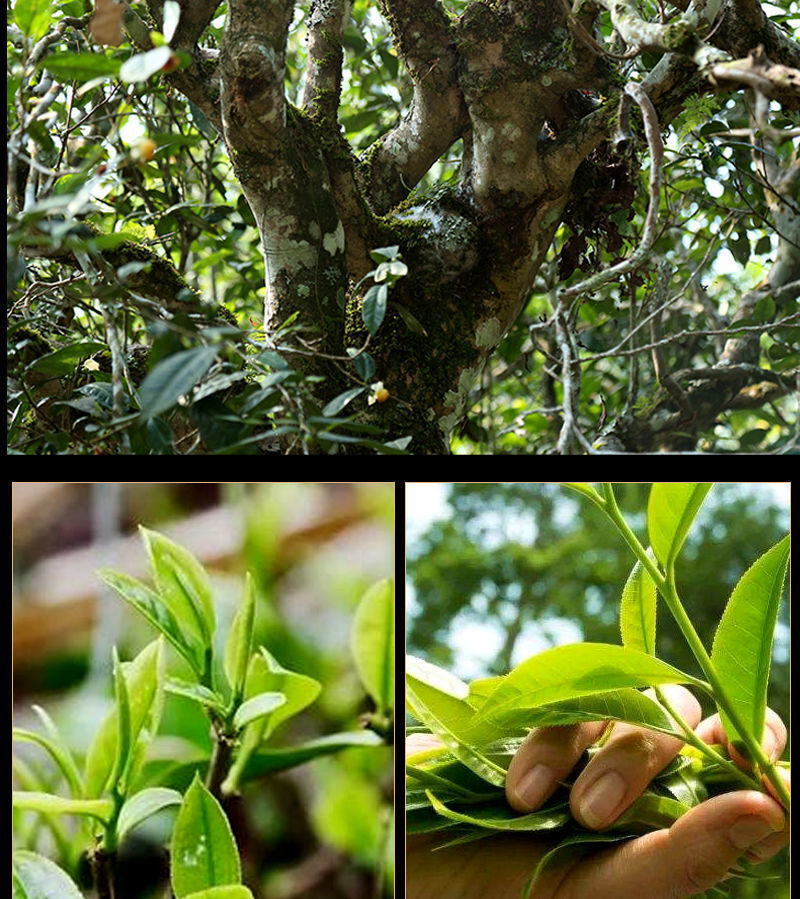 Glutinous Rice Fragrant Pu'er Tea Xiao Tuo Tea Authentic Yunnan Menghai