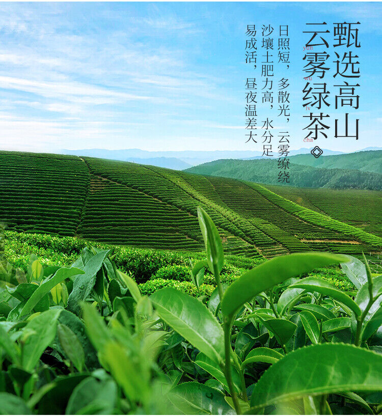 Organic Jasmine Green Tea Strong Aroma Jasmine Tip Bud Tea New Tea 110g