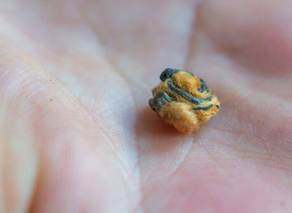 HelloYoung Fengqing Dian Hong tea gold snail spring tea Yunnan black tea red snail gold bud