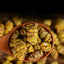 HelloYoung Natural Tie Pi Shi Hu Top Ecology Chinese Tea Dried Dendrobii Dendrobium Herb