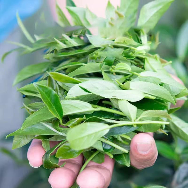 Wild-Harvested Premium Grade Organic Milk Oolong and Tieguanyin Green Tea