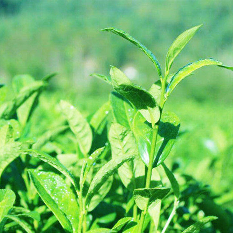 250g Da Hong Pao Tea Big Red Robe Tea Black Tea Oolong Dahongpao Wuyi Rock Tea 茶