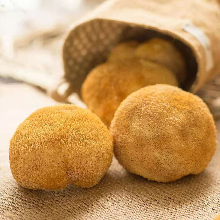 Organic Dried Hericium Erinaceus Wholesome Herbal for Cooking Health Care 2Pcs