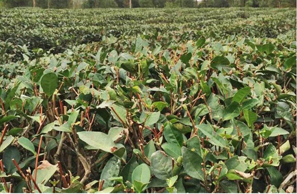 HelloYoung New Fuding White Shoumei Lao Bai Cha Old White Tea Natural Health Care 300g