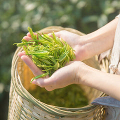 HelloYoung 40g Anji White Tea Baicha Natural Spring New Tea Healthy Herbal Tea八马茶叶 正宗安吉白茶