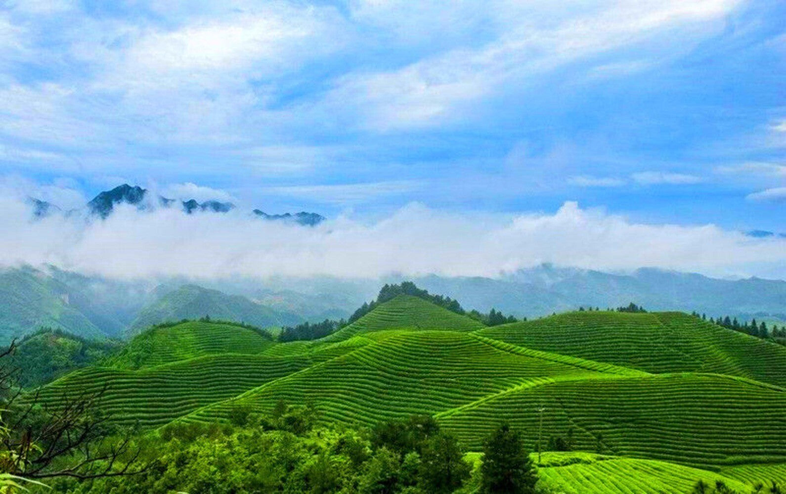 AAAAA Anxi Tieguanyin Oolong 50g Premium Green Tea Direct