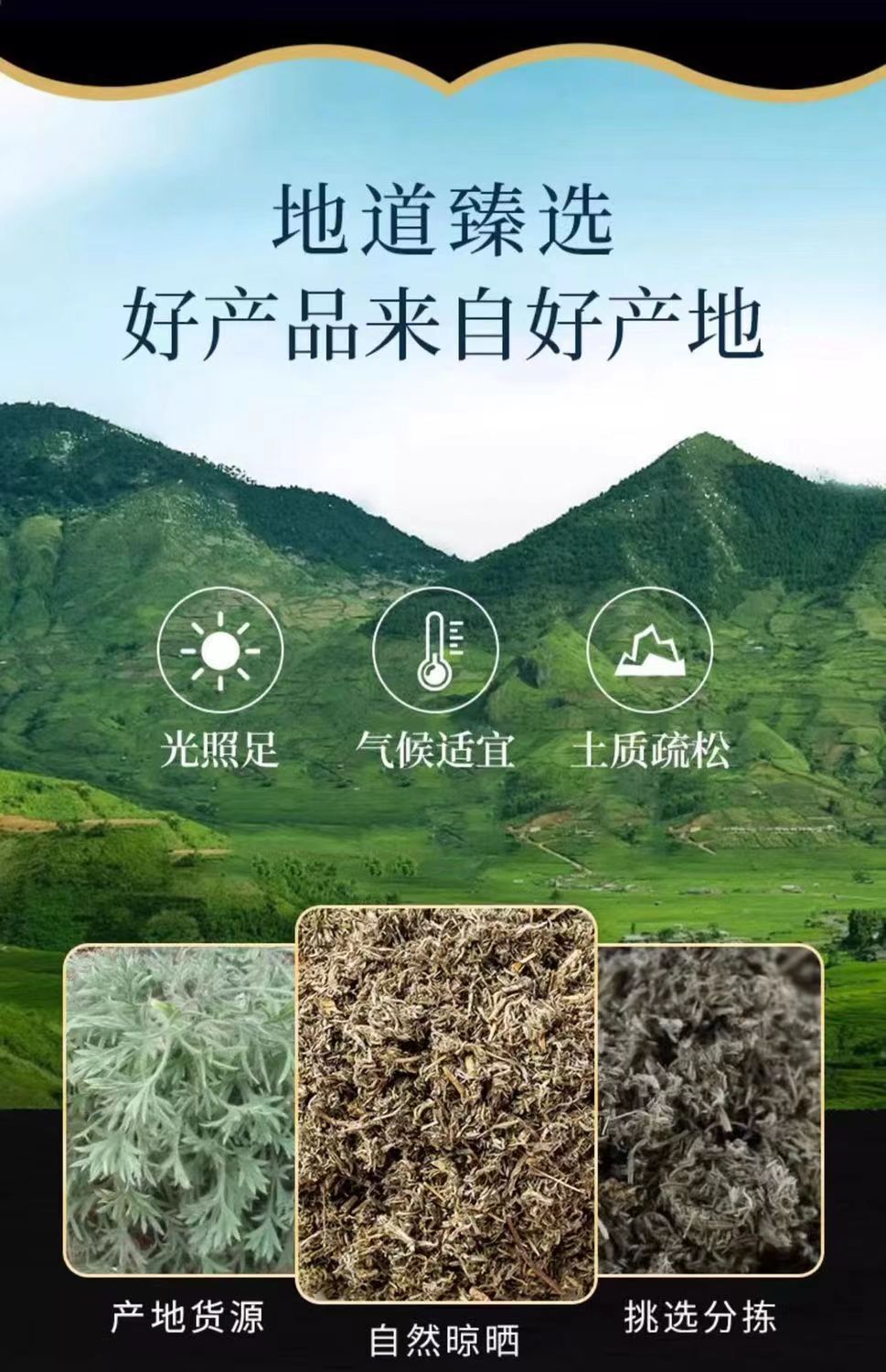 Fresh Artemisia Scoparia Tea Yin Chen Chinese Herbal Tea  50g/bottle