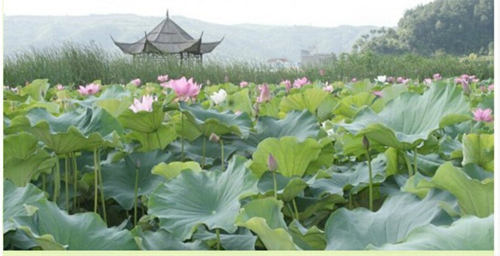 HelloYoung 100% Natural Herb Dried Loose Lotus Leaf Tea 20g Traditional Lose Fat Herbal Tea